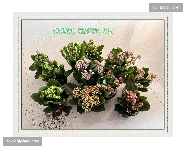 长寿官网攻略 长寿官网攻略